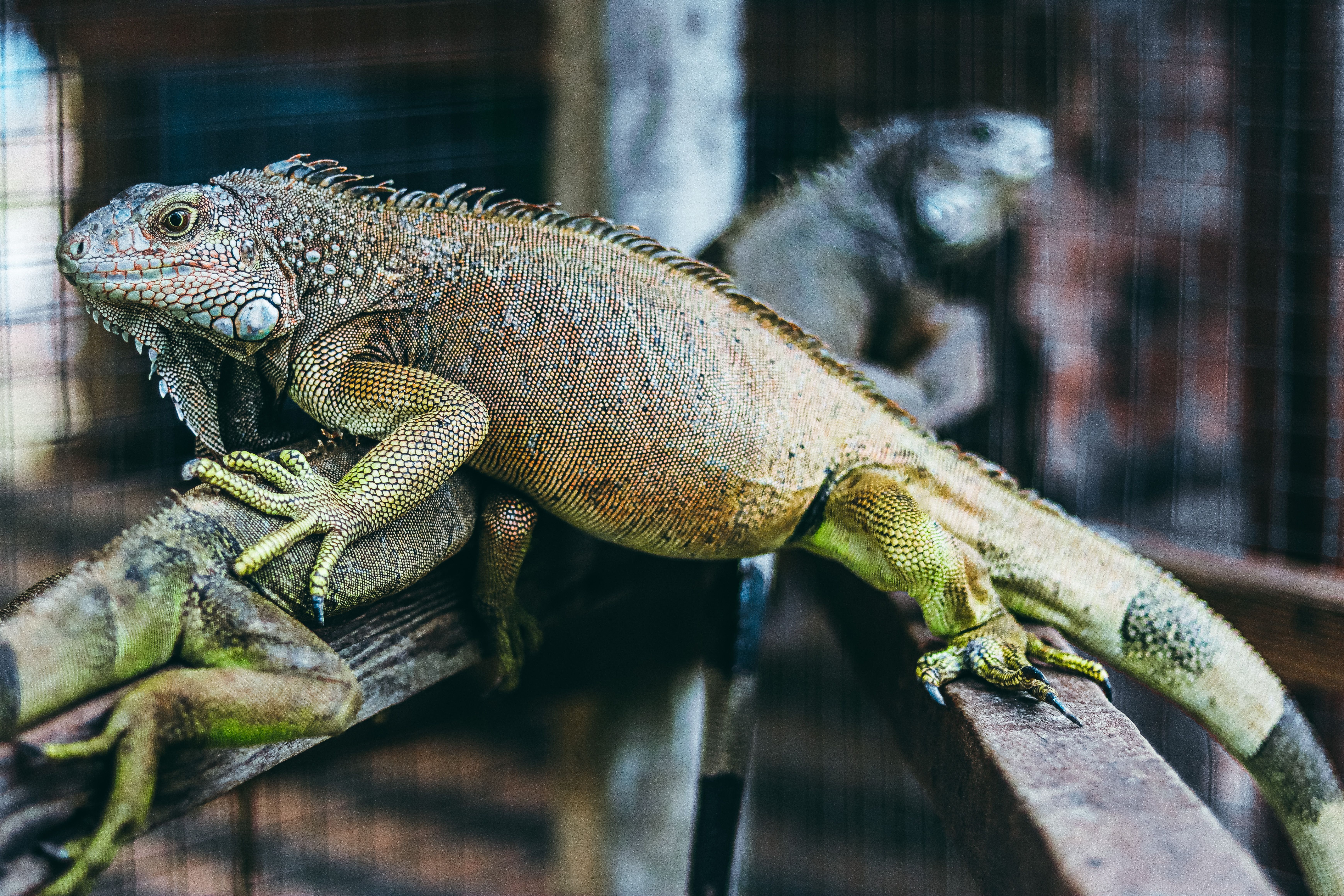 Exotic Pet Relocation Services